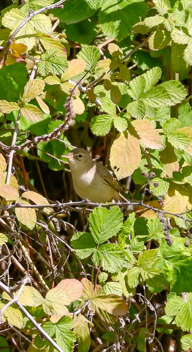 Upcher's Warbler - ML618949499