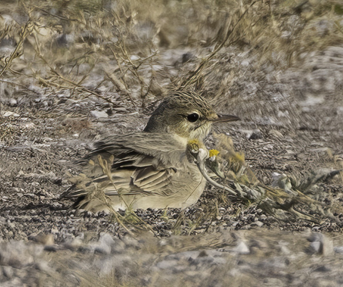 Tawny Pipit - Julie Morgan