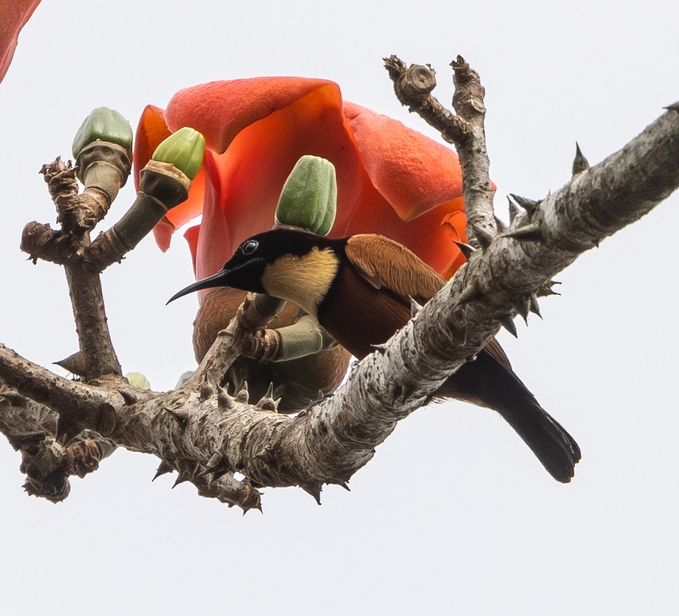 Buff-throated Sunbird - Marie Lister