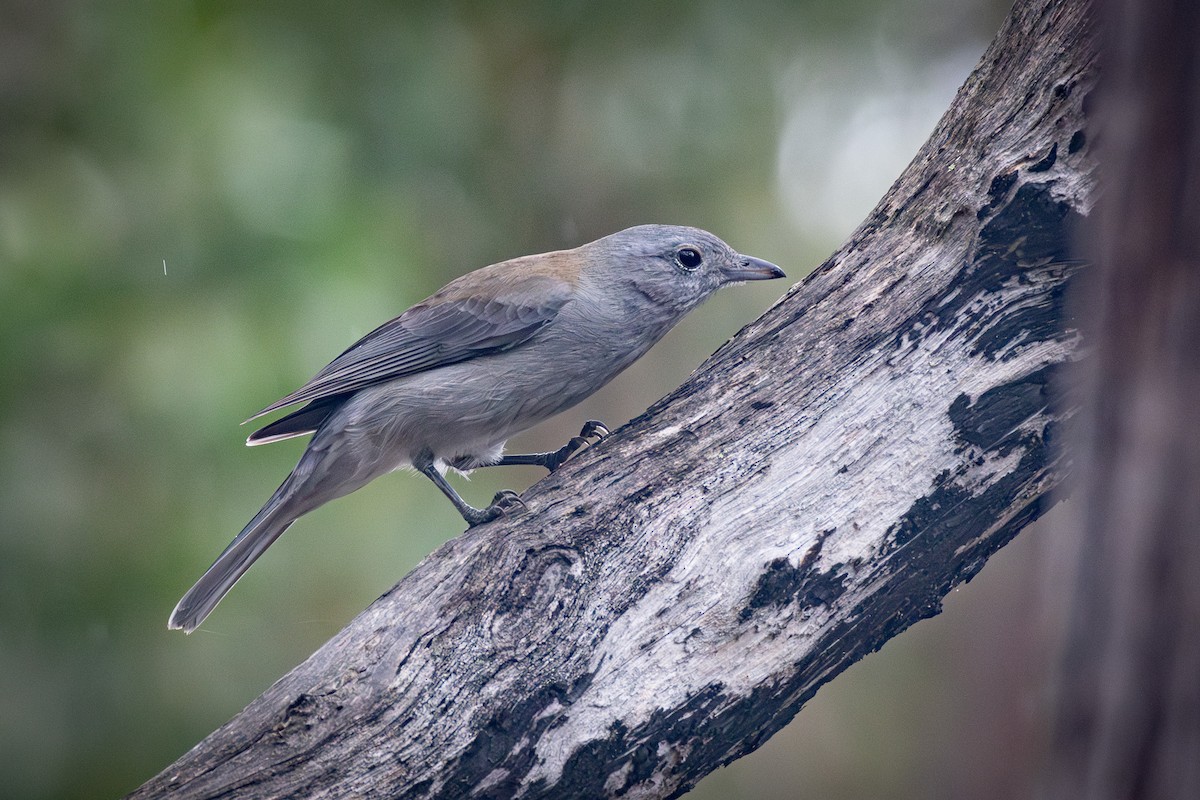 Gray Shrikethrush - Trevor Evans