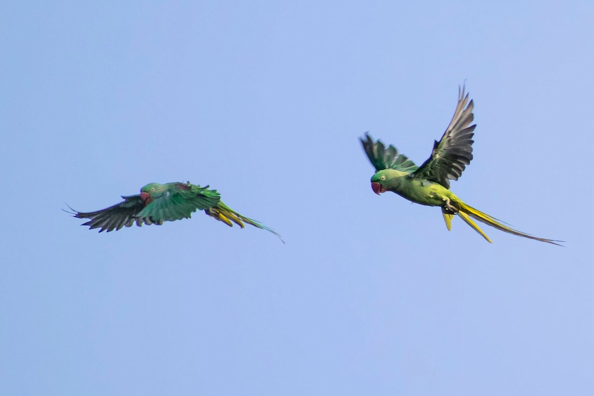 Alexandrine Parakeet - Prem swaroop Kolluru