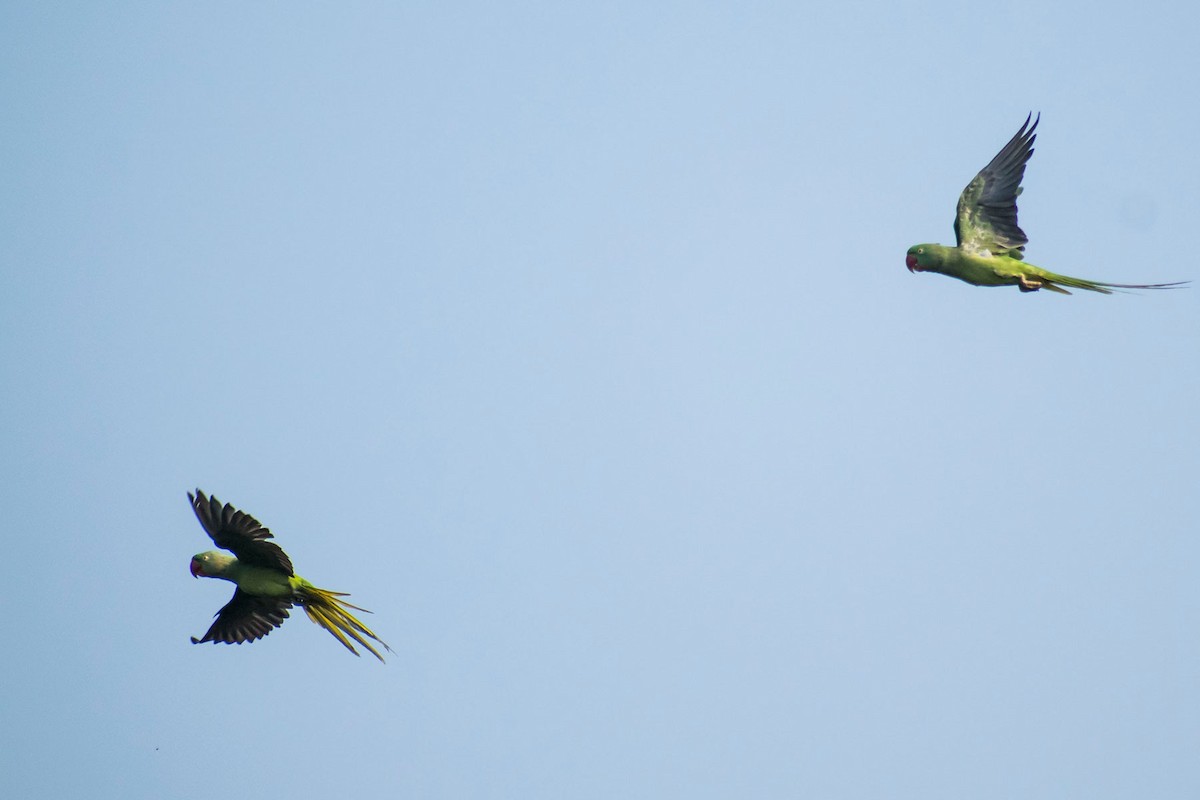 Alexandrine Parakeet - Prem swaroop Kolluru