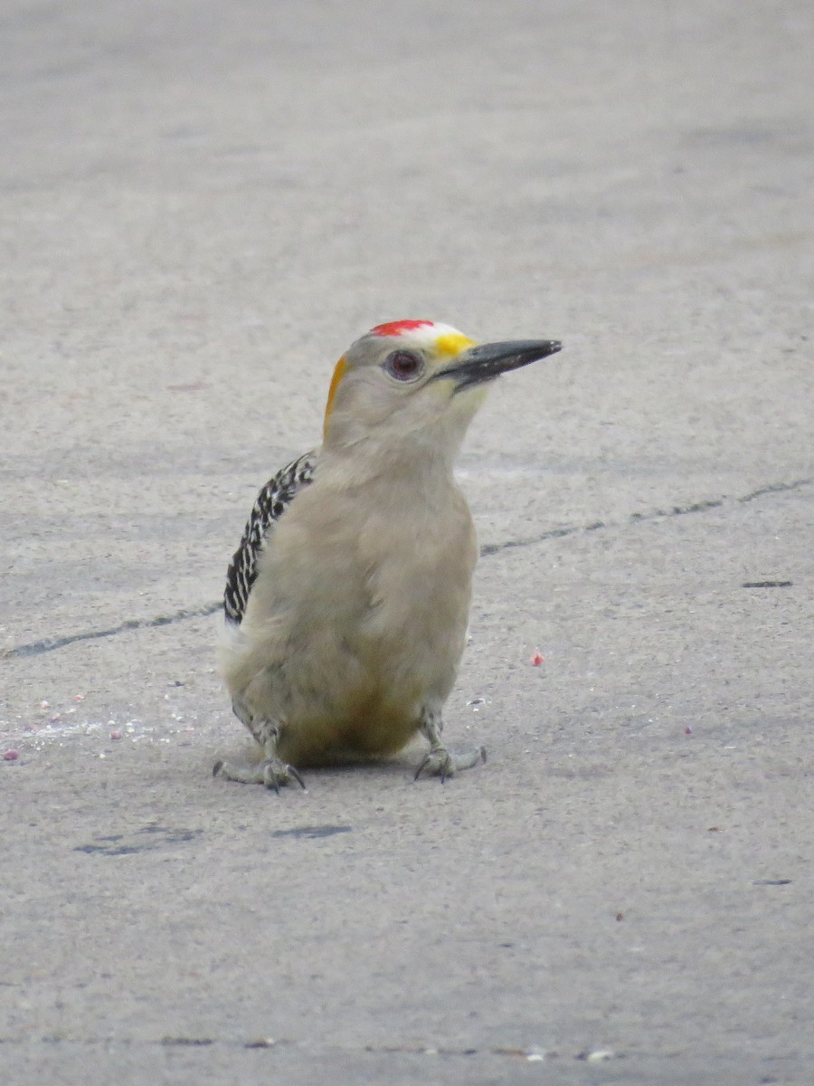 Golden-fronted Woodpecker - Joyce Brady