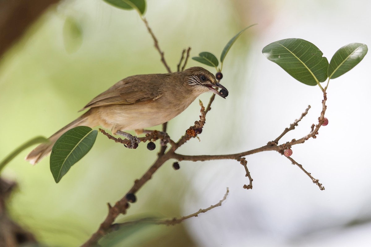 Streak-eared Bulbul - Se Chea