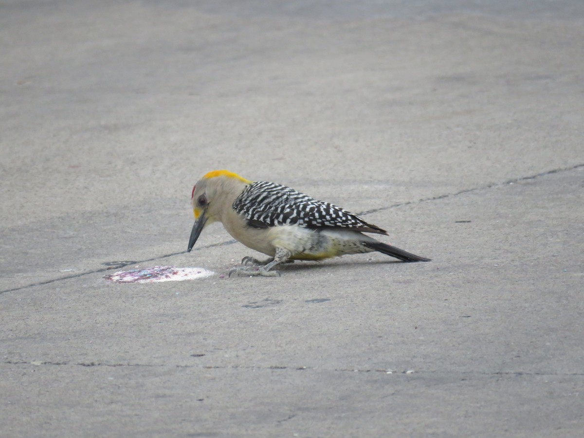 Golden-fronted Woodpecker - ML618949534