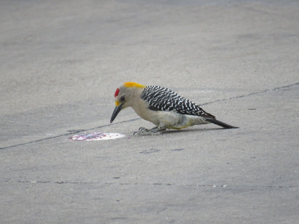 Golden-fronted Woodpecker - ML618949536