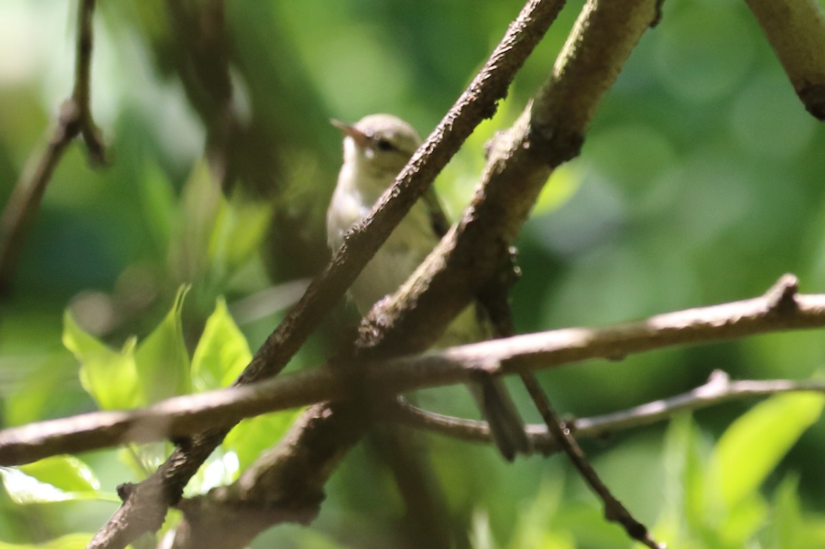 Warbling Vireo - Scott Eaton