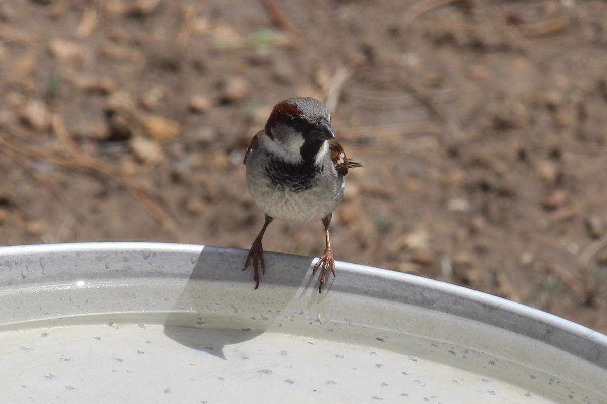 House Sparrow - Connor Thomas