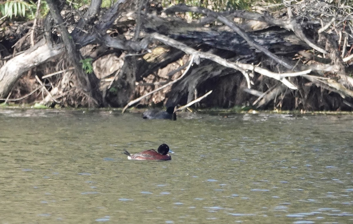 Blue-billed Duck - john cull