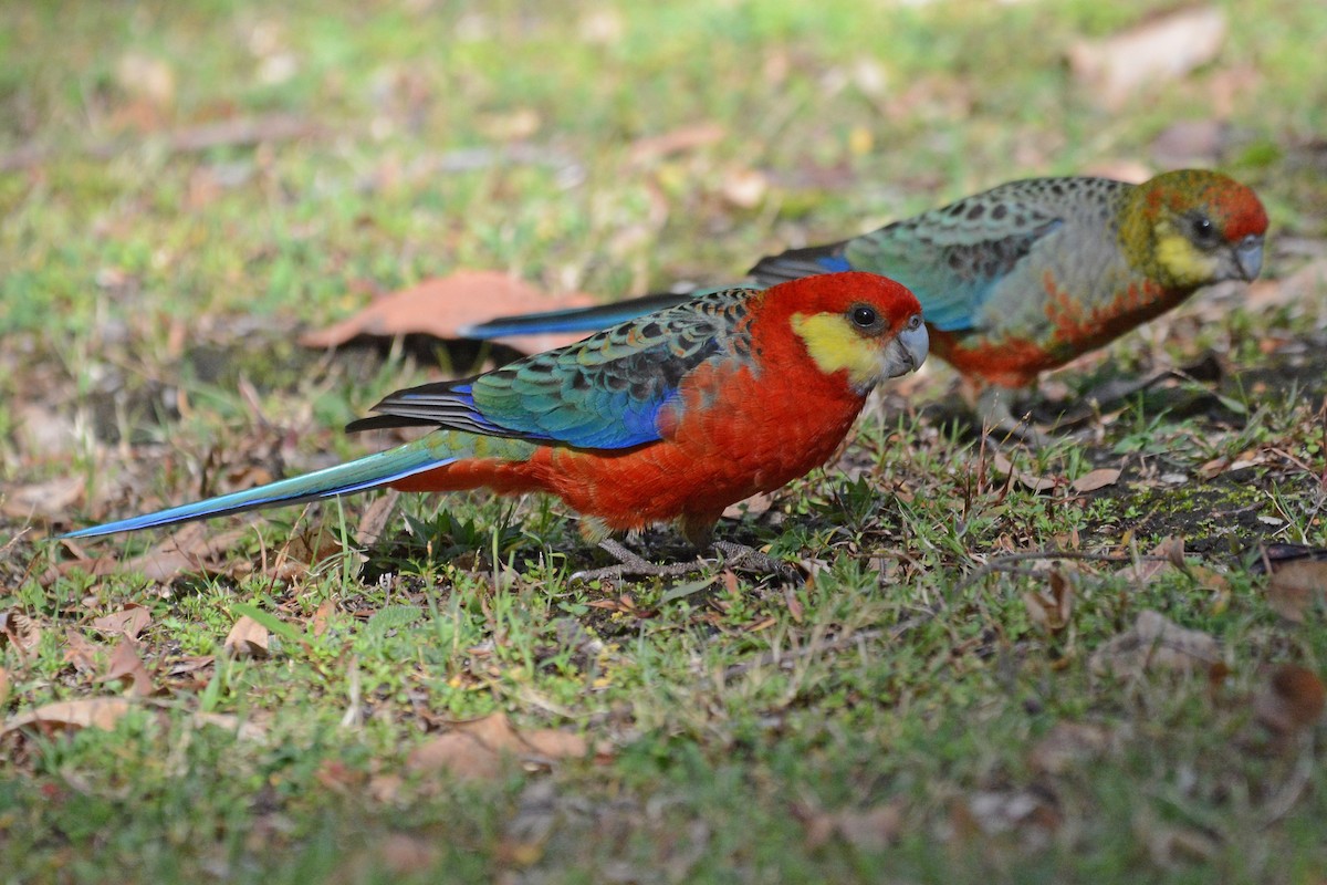 gulkinnrosella - ML618949578