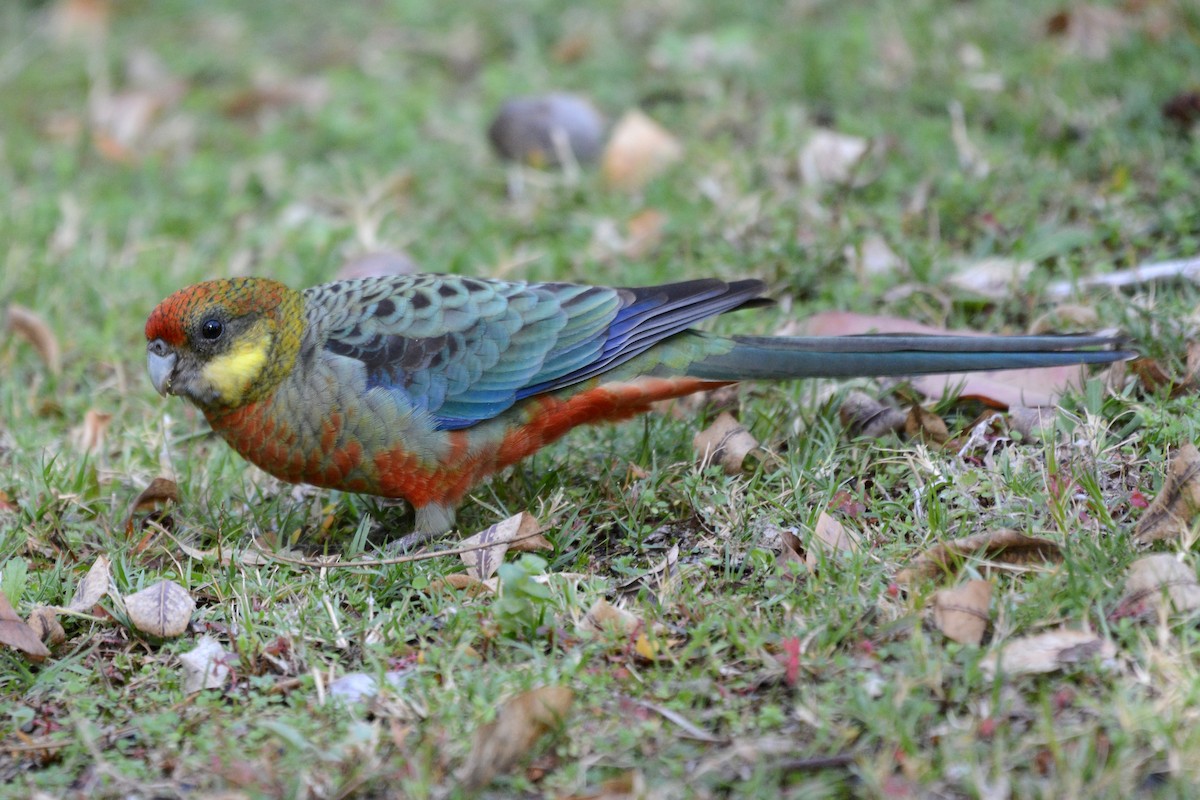 Perico Carigualdo - ML618949581