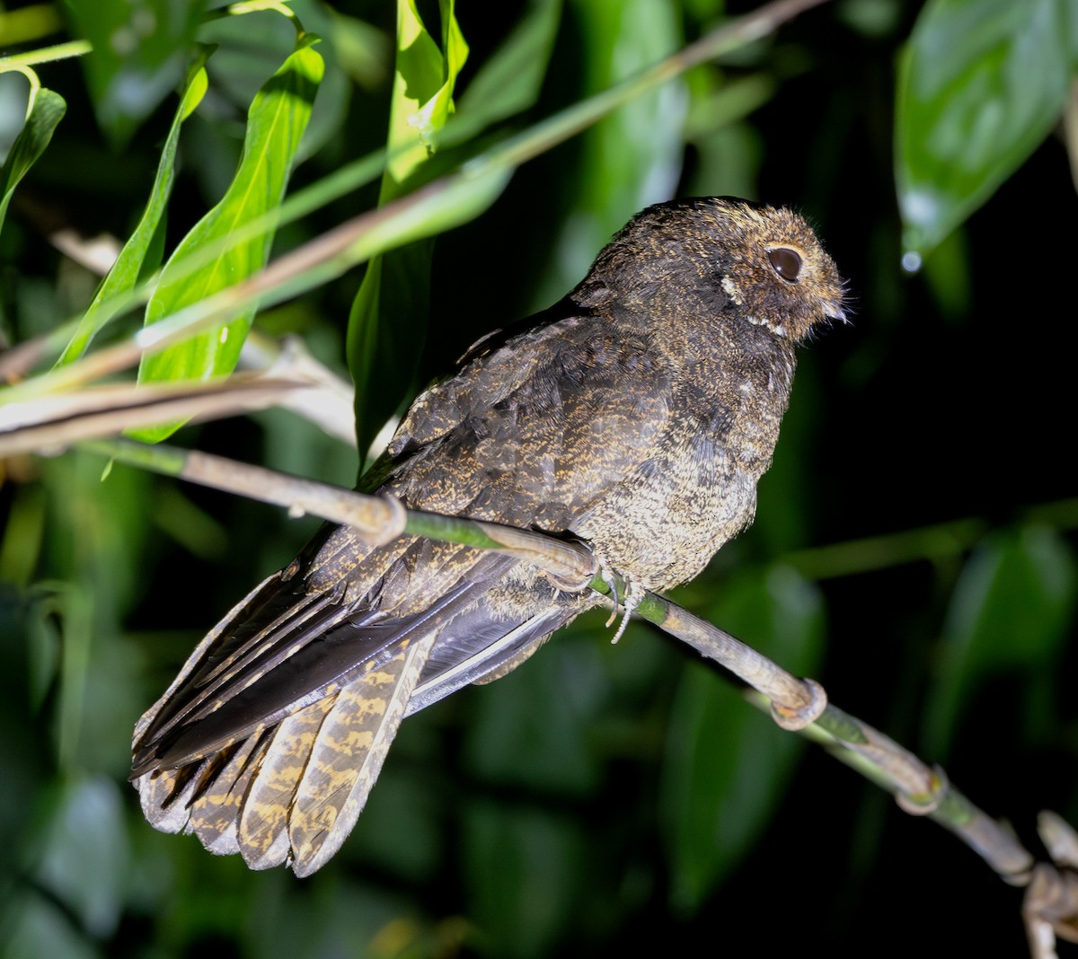 brunnattravn - ML618949597