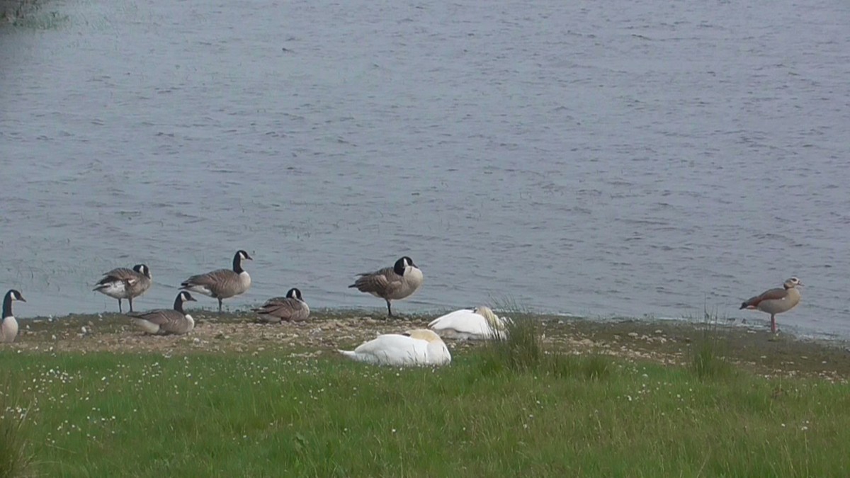 Canada Goose - Christopher Bourne