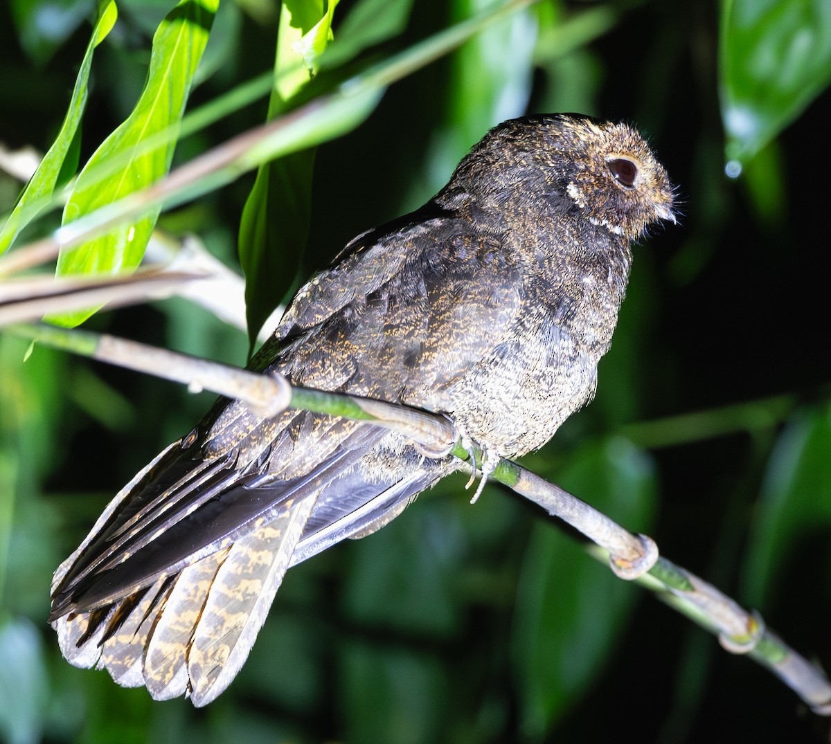 Brown Nightjar - ML618949602