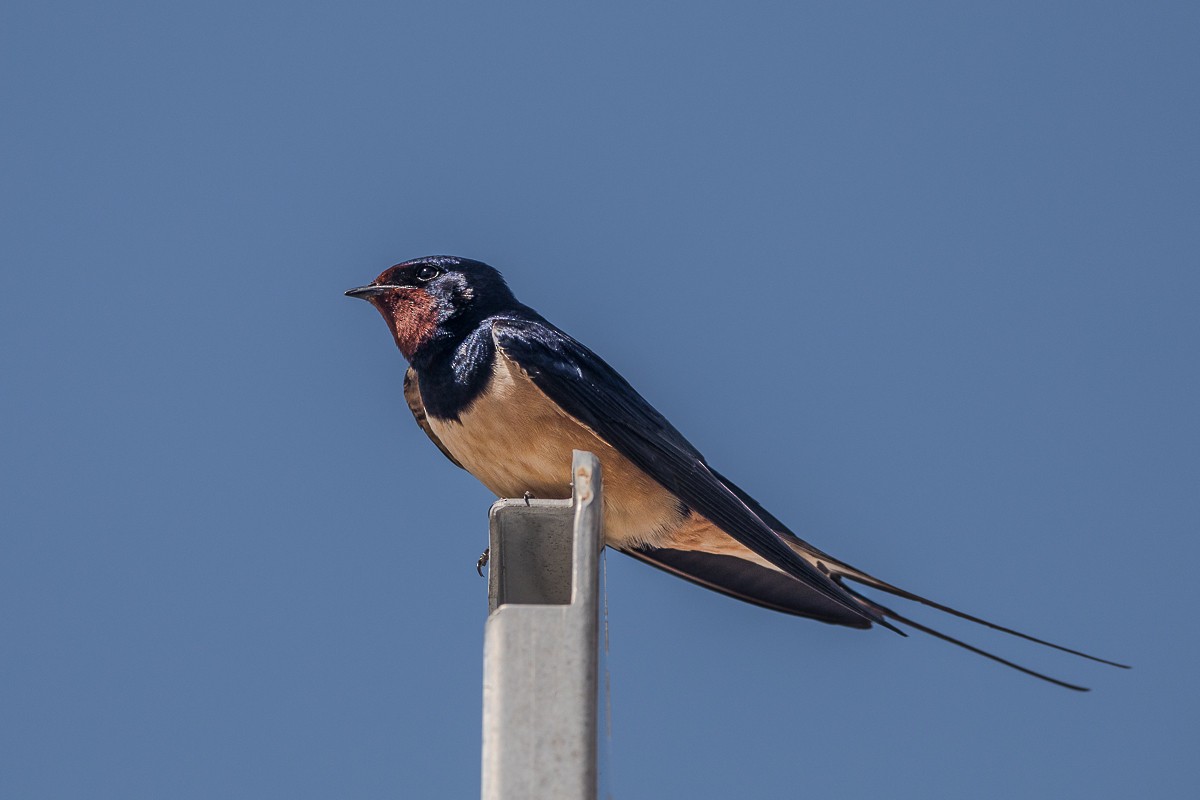 Barn Swallow - ML618949607