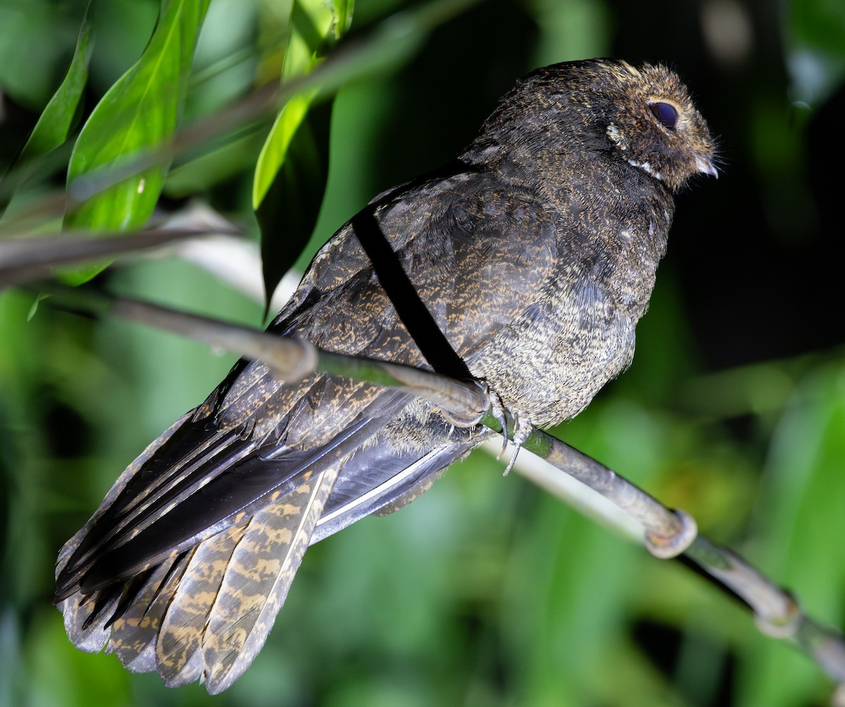 Brown Nightjar - ML618949609