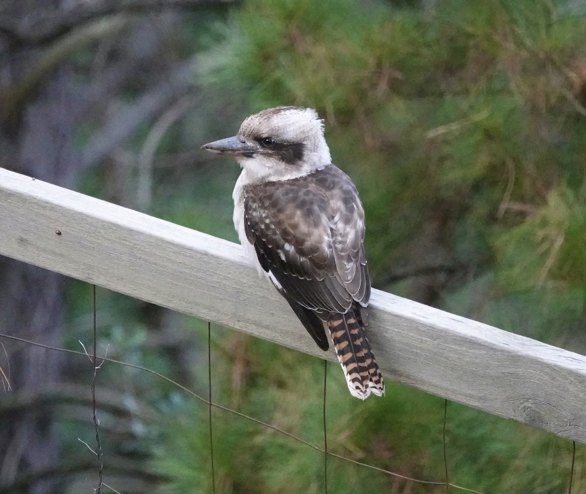 Laughing Kookaburra - john cull