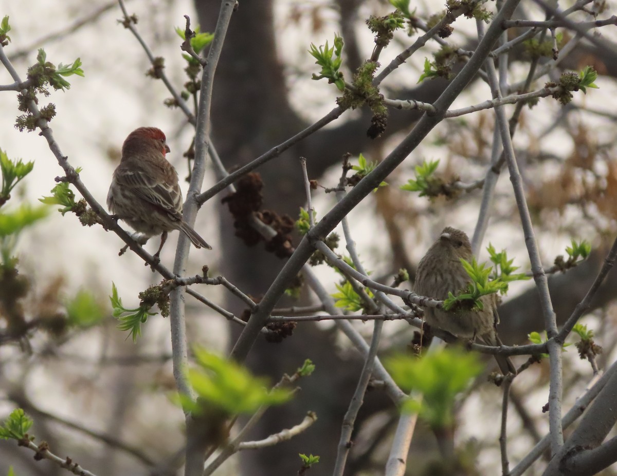 House Finch - Violet Kosack