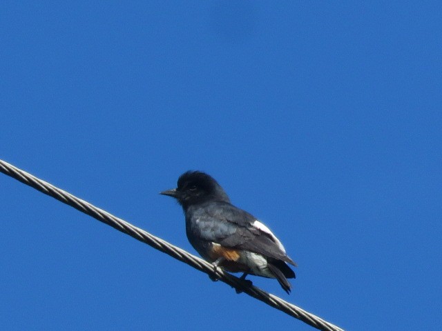 Swallow-winged Puffbird - Cesar Lopez Bustamante