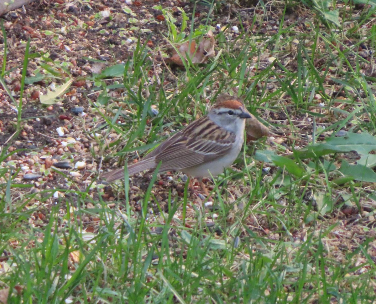 Chipping Sparrow - Violet Kosack