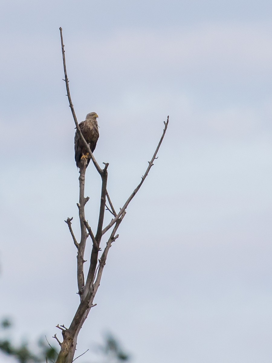 White-tailed Eagle - Milan Martic