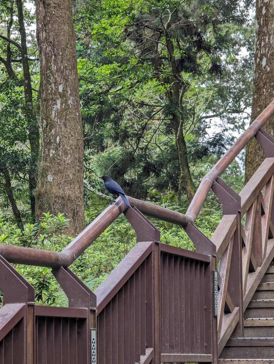 Taiwan Whistling-Thrush - Mario Mariotta