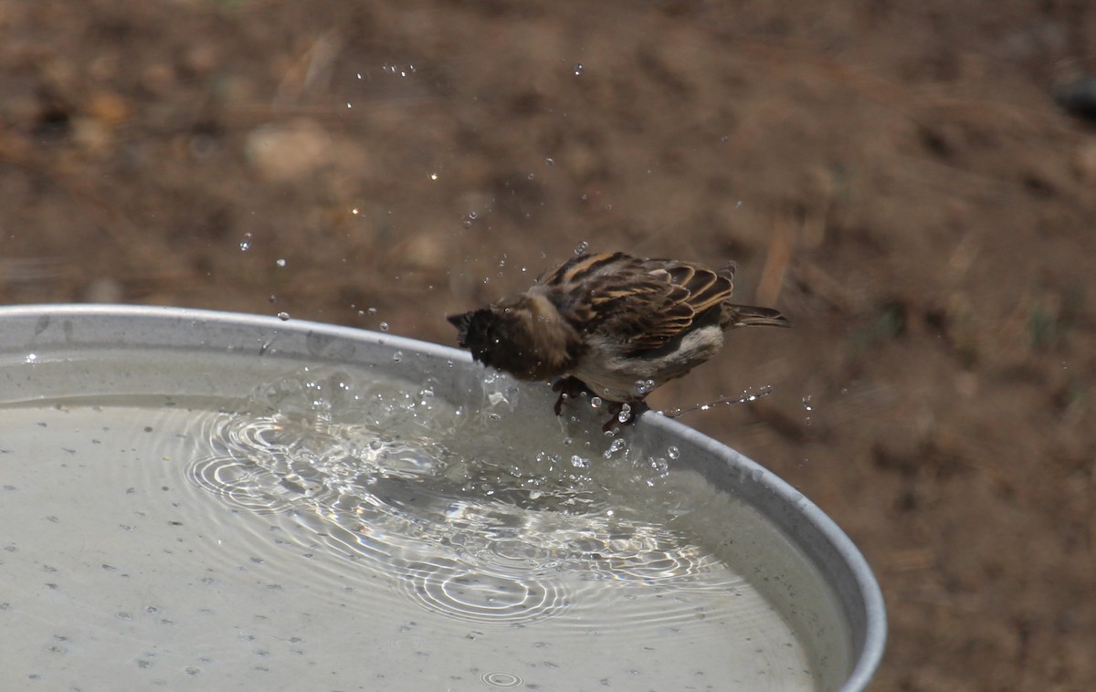 House Sparrow - Connor Thomas