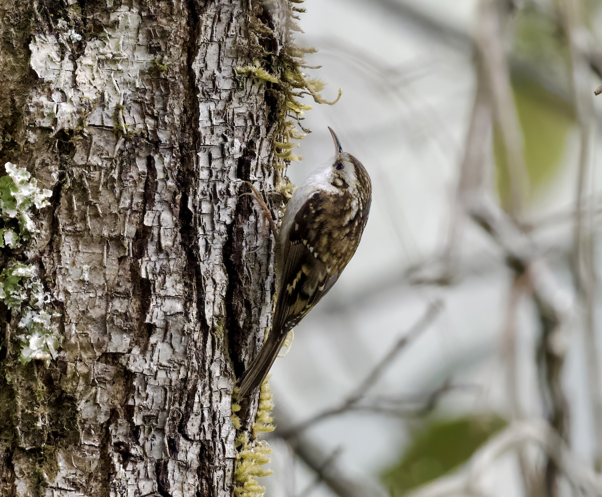 Sikkim Treecreeper - ML618949665