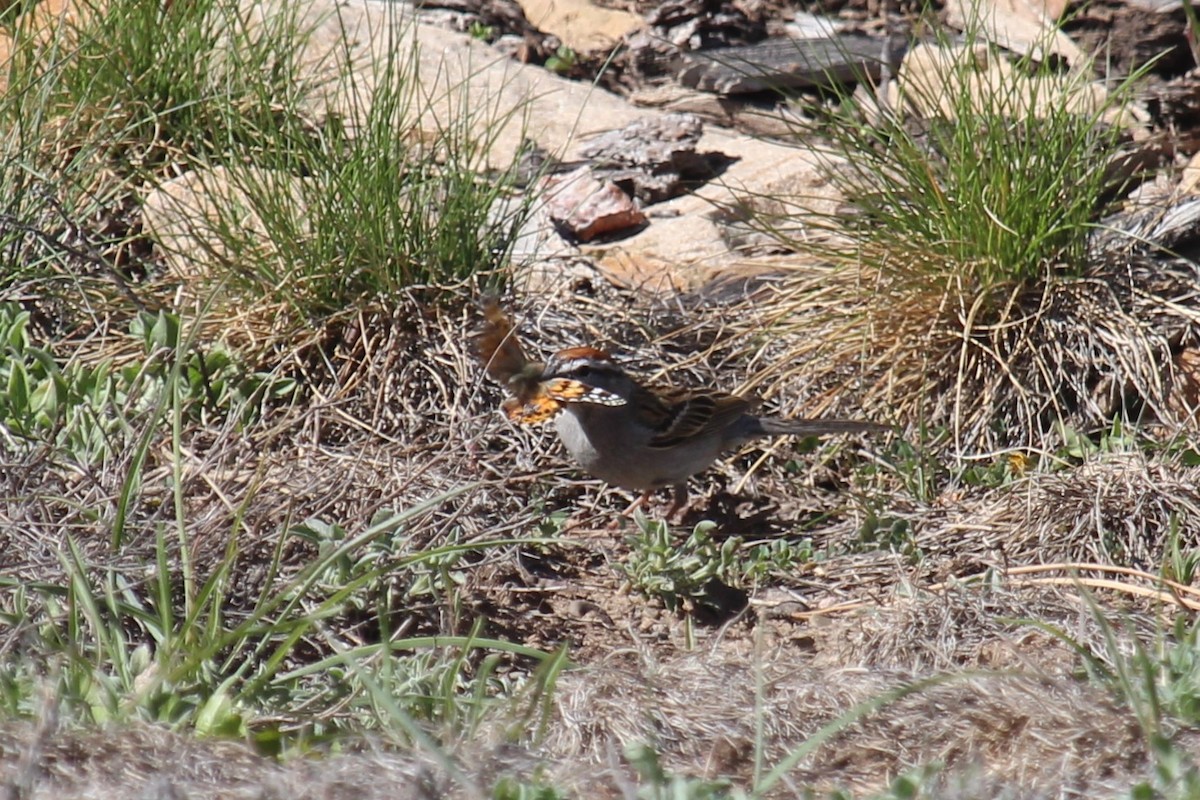 Chipping Sparrow - Connor Thomas