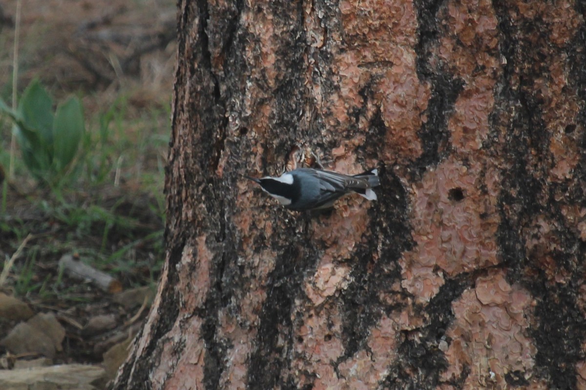 White-breasted Nuthatch - Connor Thomas