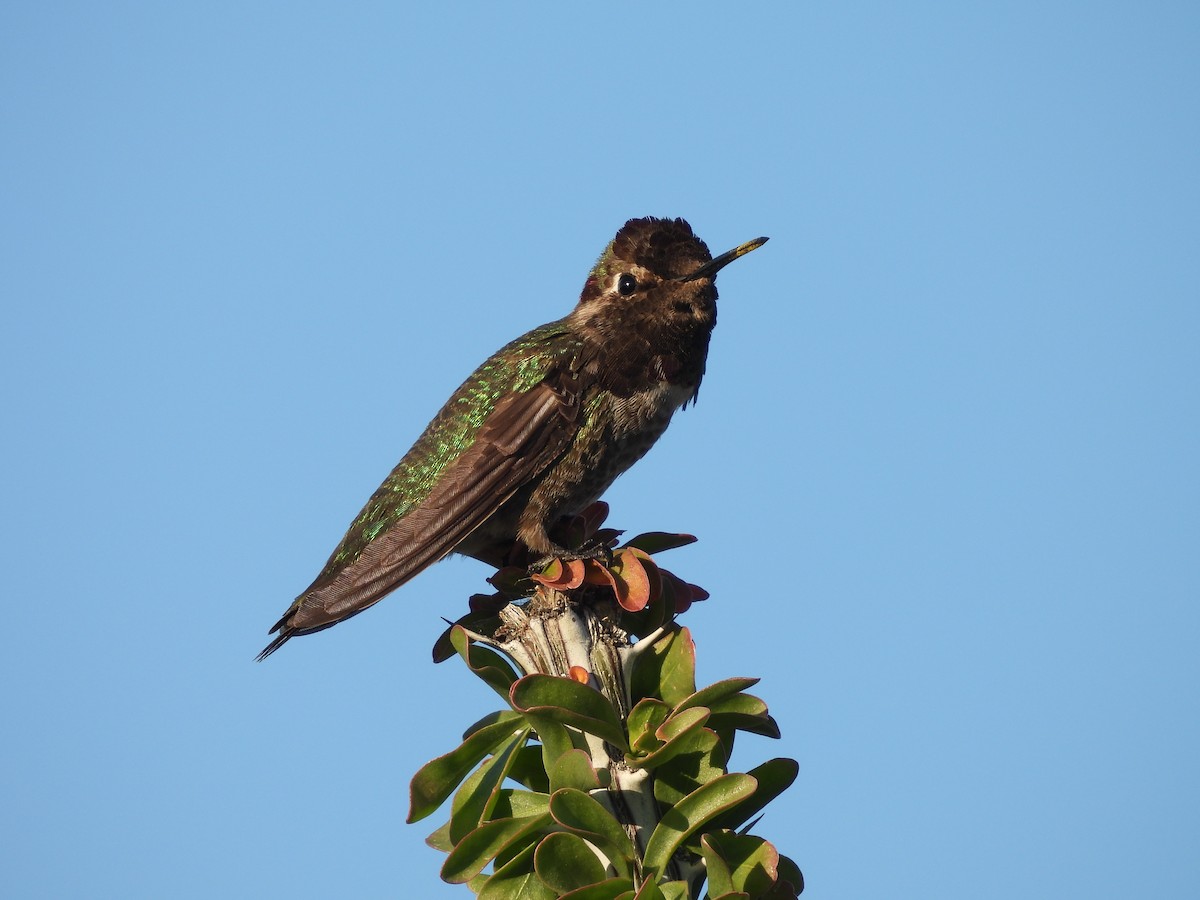 Anna's Hummingbird - L. Burkett