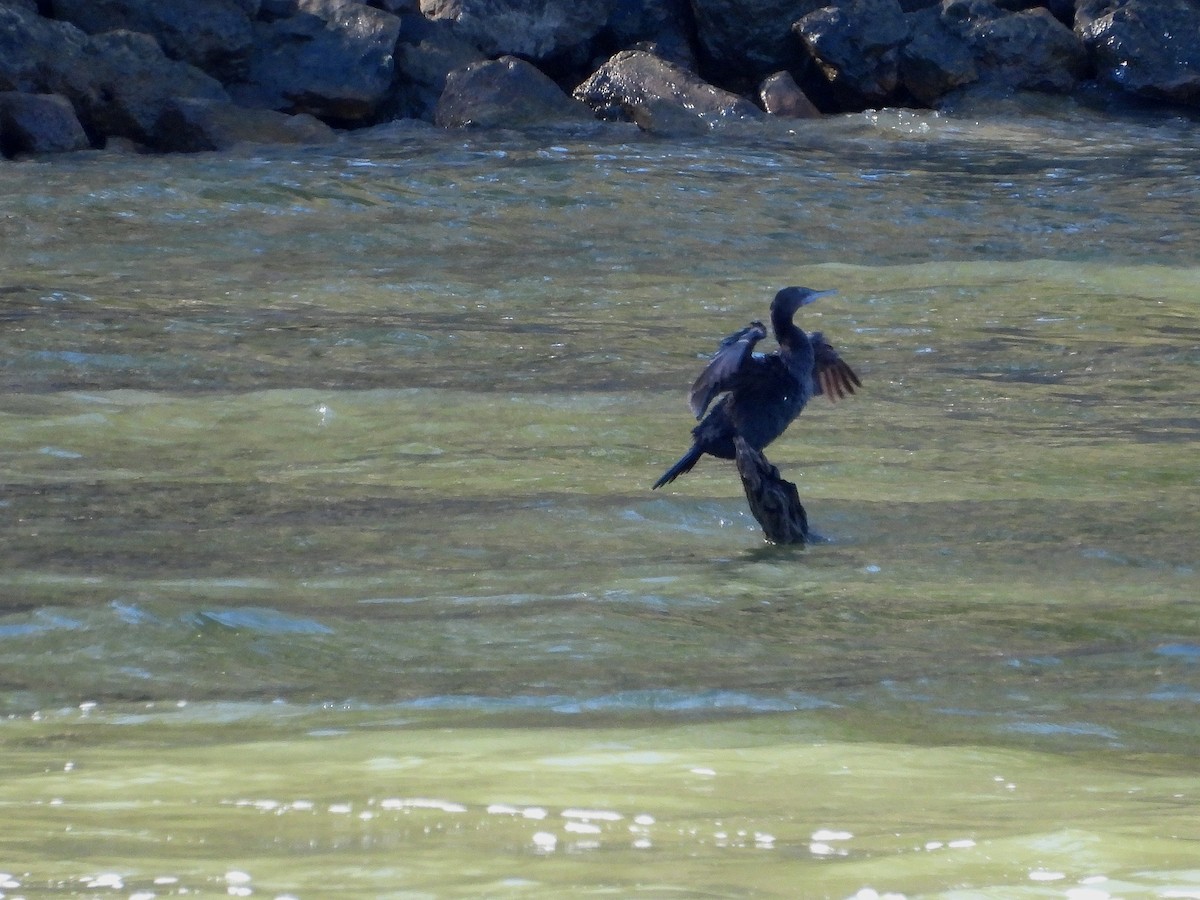 Little Black Cormorant - ML618949729