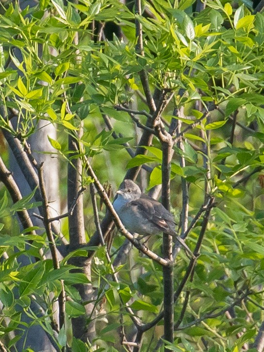 Barred Warbler - Milan Martic