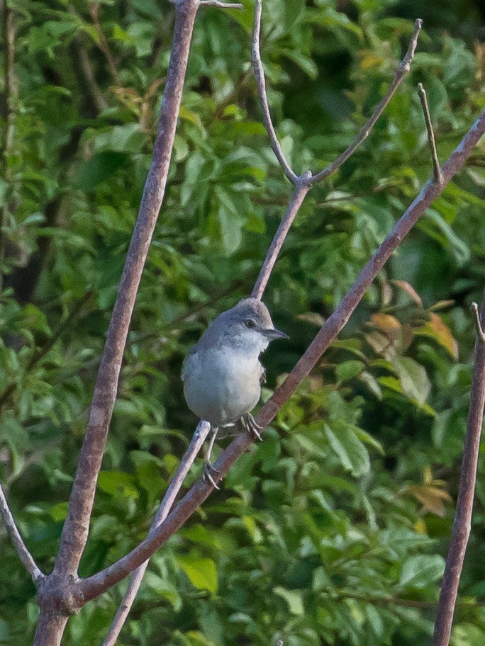 Barred Warbler - Milan Martic