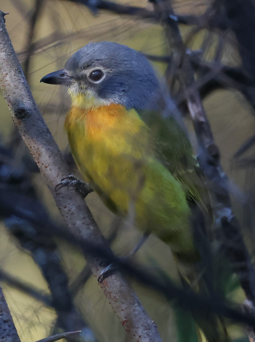 Sulphur-breasted Bushshrike - ML618949775