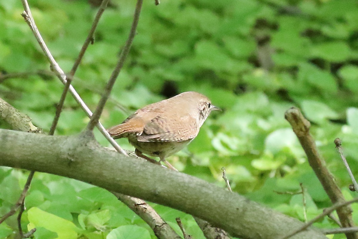 House Wren - Scott Eaton