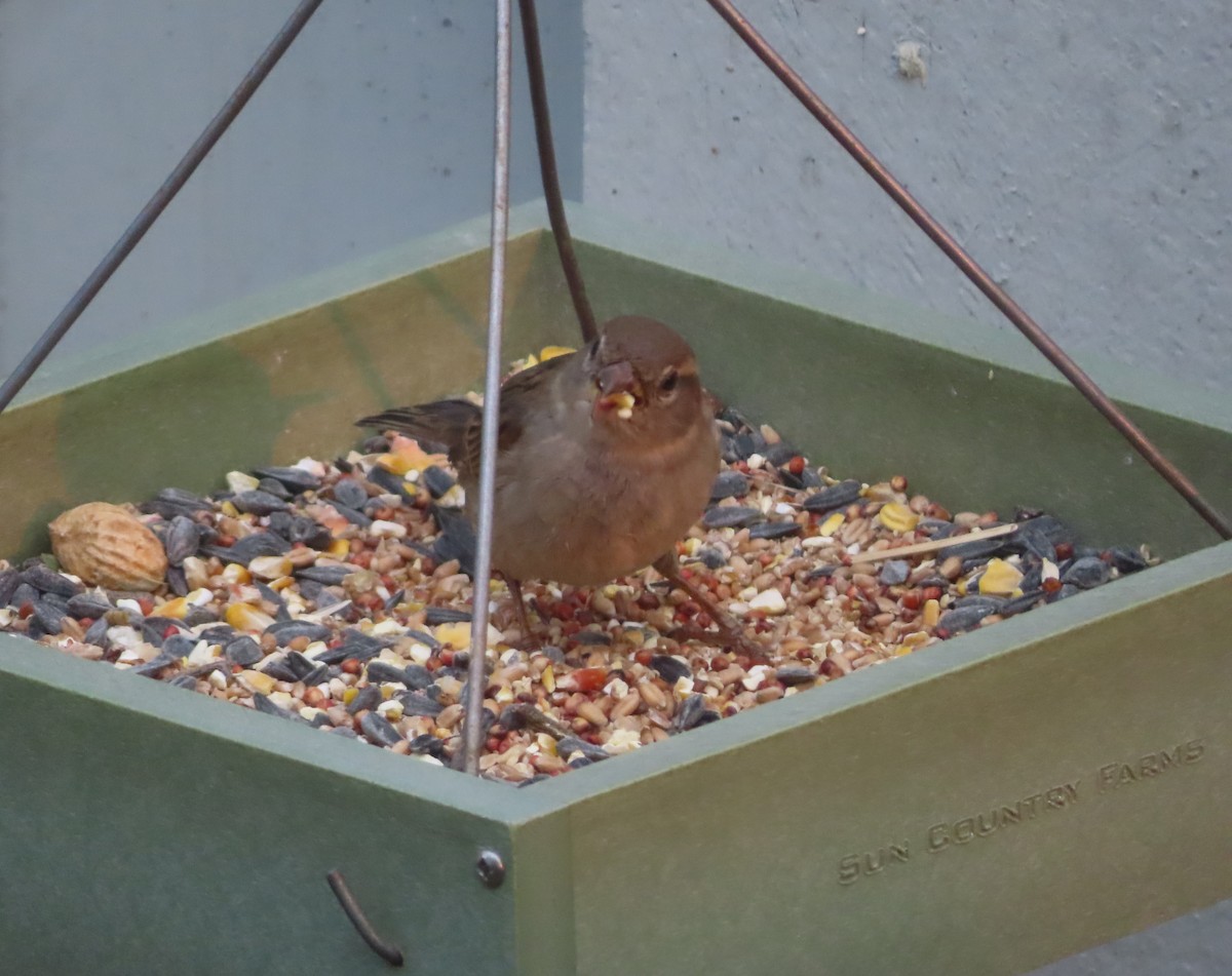 House Sparrow - Violet Kosack