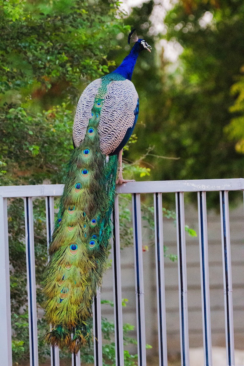 Indian Peafowl - ML618949825