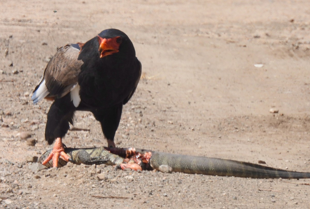 Bateleur - Hubert Söhner