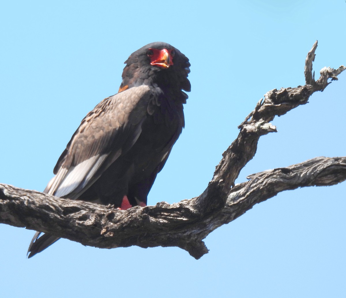 Bateleur - Hubert Söhner