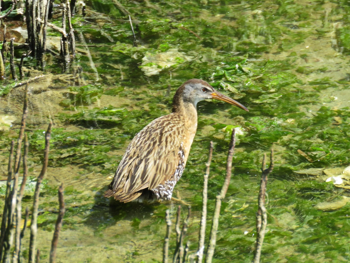 Clapper Rail - ML618949840