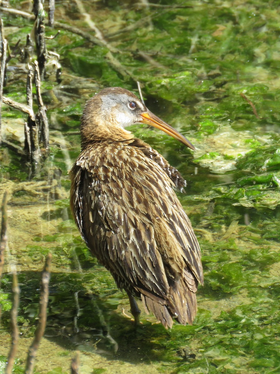 Clapper Rail - Joyce Brady