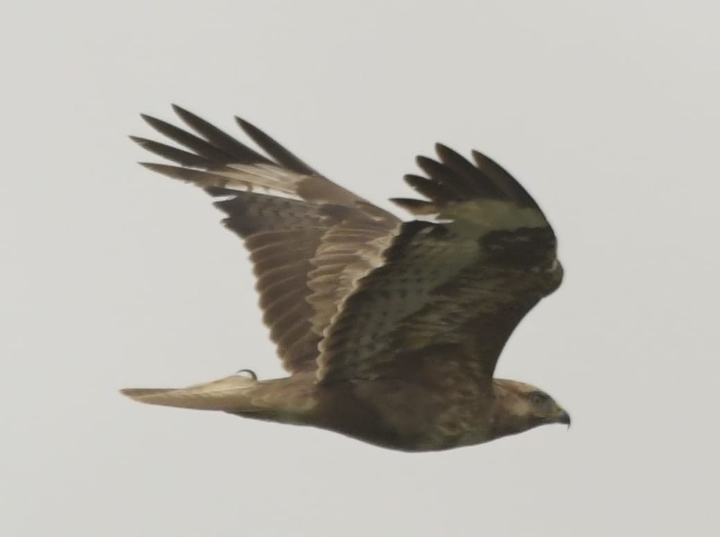 Common/Long-legged Buzzard - ML618949844