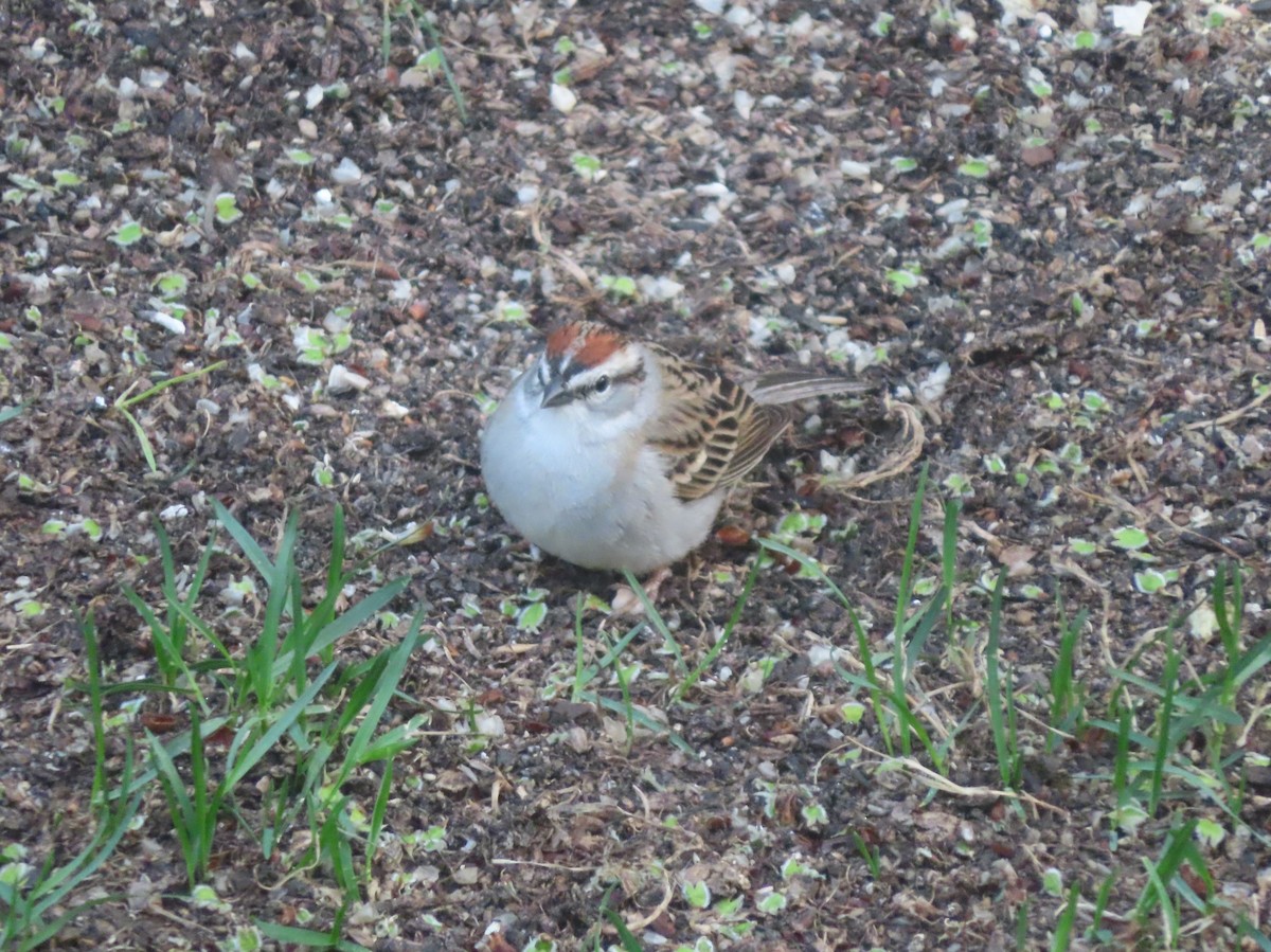 Chipping Sparrow - Violet Kosack