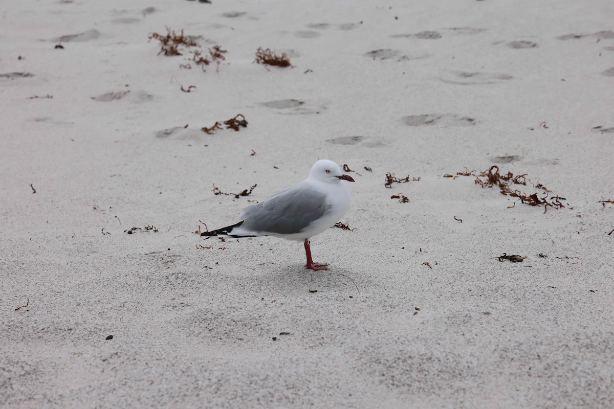 Silver Gull - ML618949847