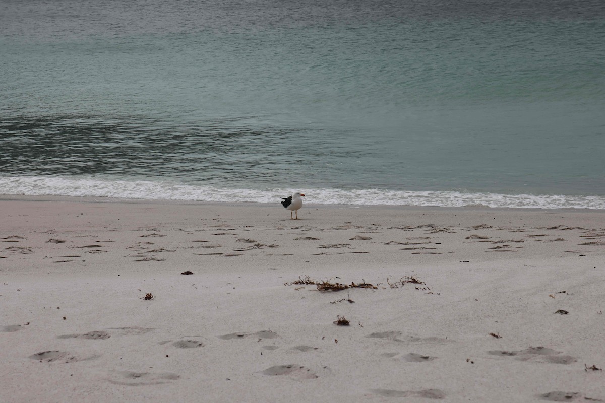 Pacific Gull - ML618949852