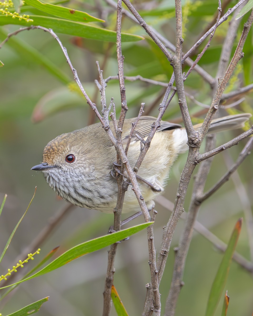 Brown Thornbill - ML618949854