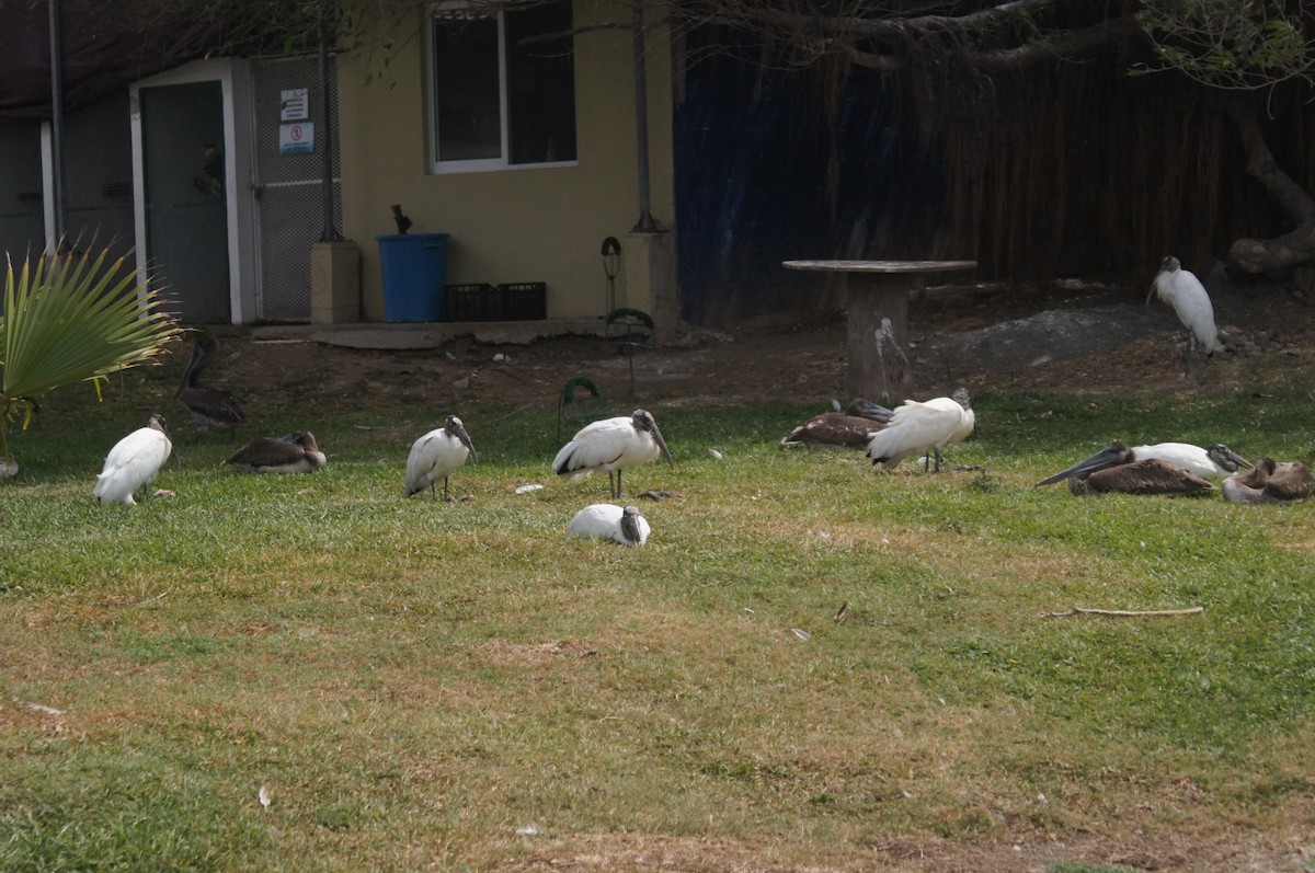 Wood Stork - Gonzalo Juárez Domínguez