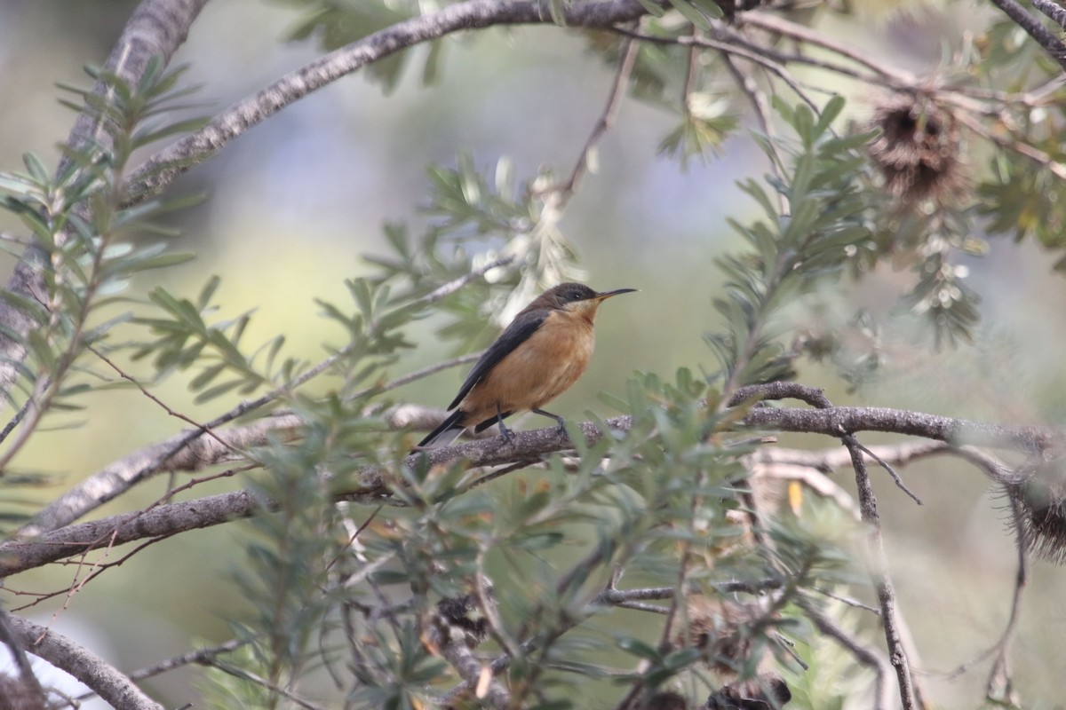 jehlozobka východní - ML618949875