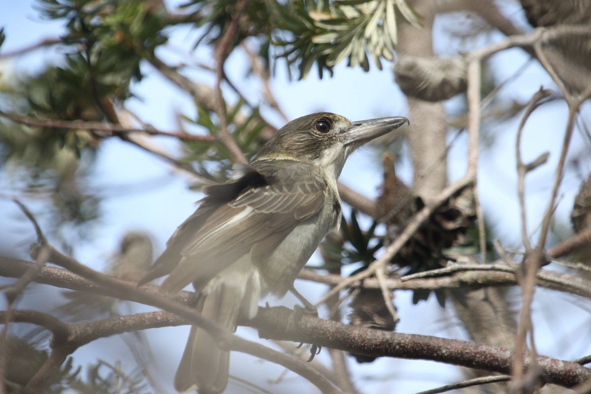 flétňák šedohřbetý - ML618949884